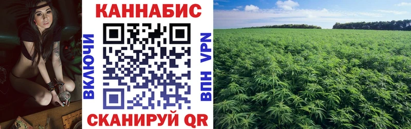 Бошки марихуана гибрид Кашин